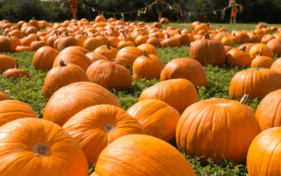 Local Places to Pick Pumpkins