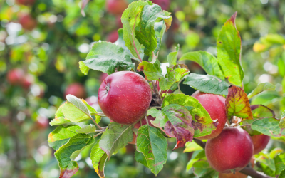 Local Farms to Pick Your Own Apples